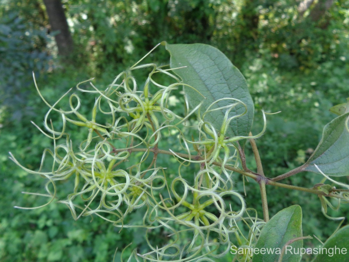 Clematis zeylanica (L.) Poir.